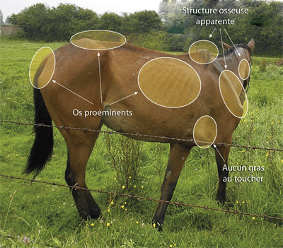 mesurer l'état d‘engraissement sur un cheval 2