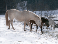 chevaux neige