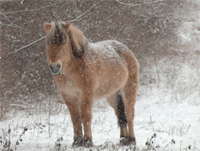 cheval sous la neige
