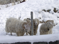 laine chèvres