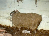 mouton dénutri