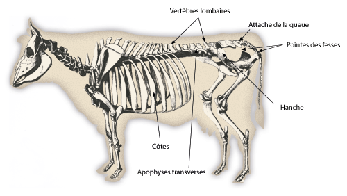 squelette races bovines à  viande