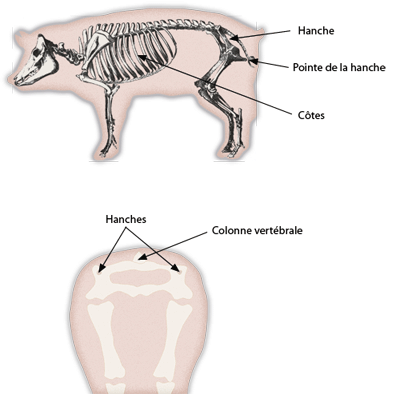 squelette du porc