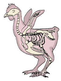 squelette poule